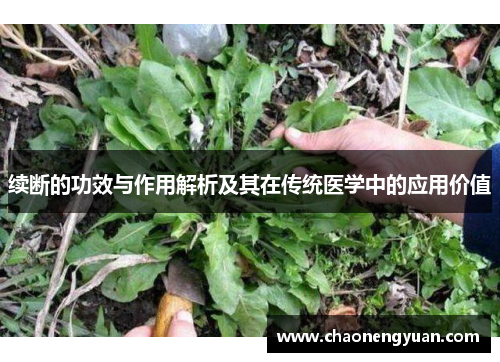 续断的功效与作用解析及其在传统医学中的应用价值