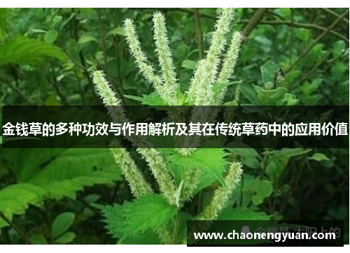金钱草的多种功效与作用解析及其在传统草药中的应用价值